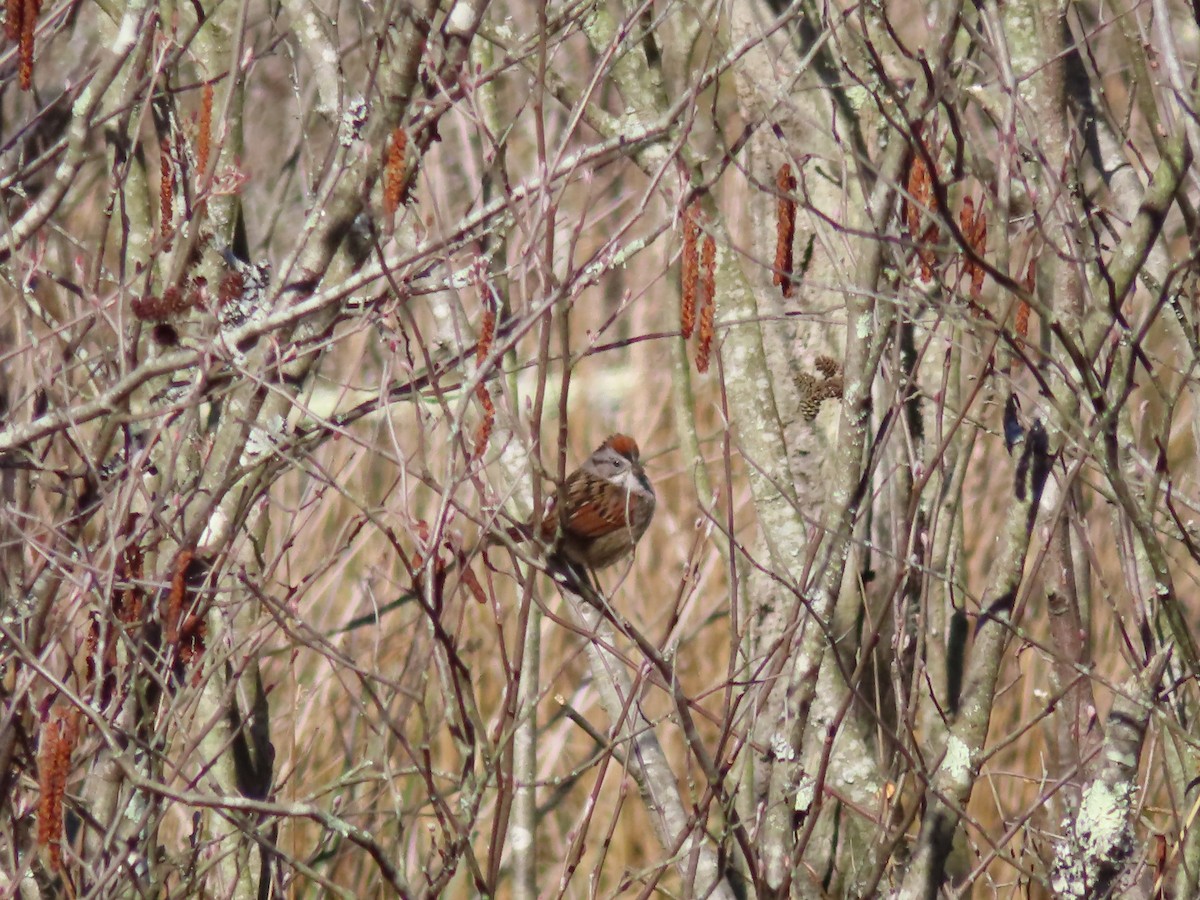 Swamp Sparrow - ML553166061