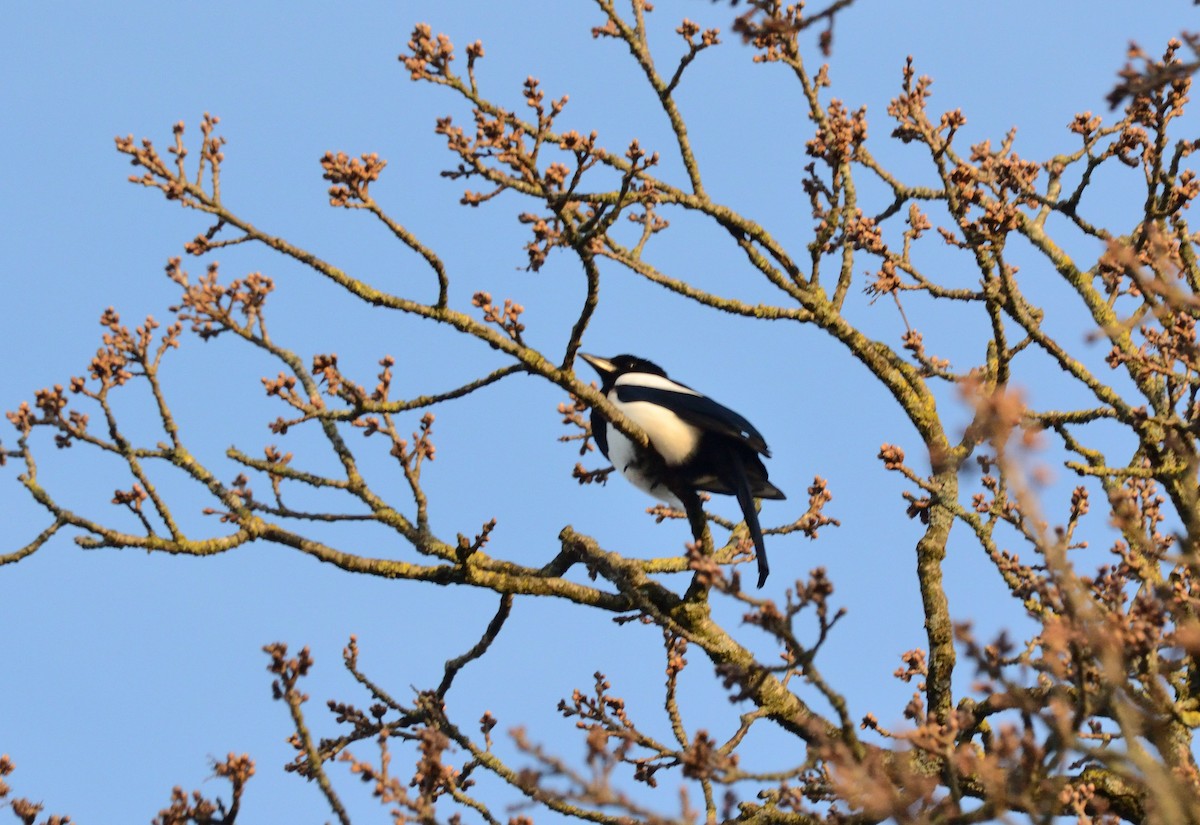 Eurasian Magpie - ML553166211