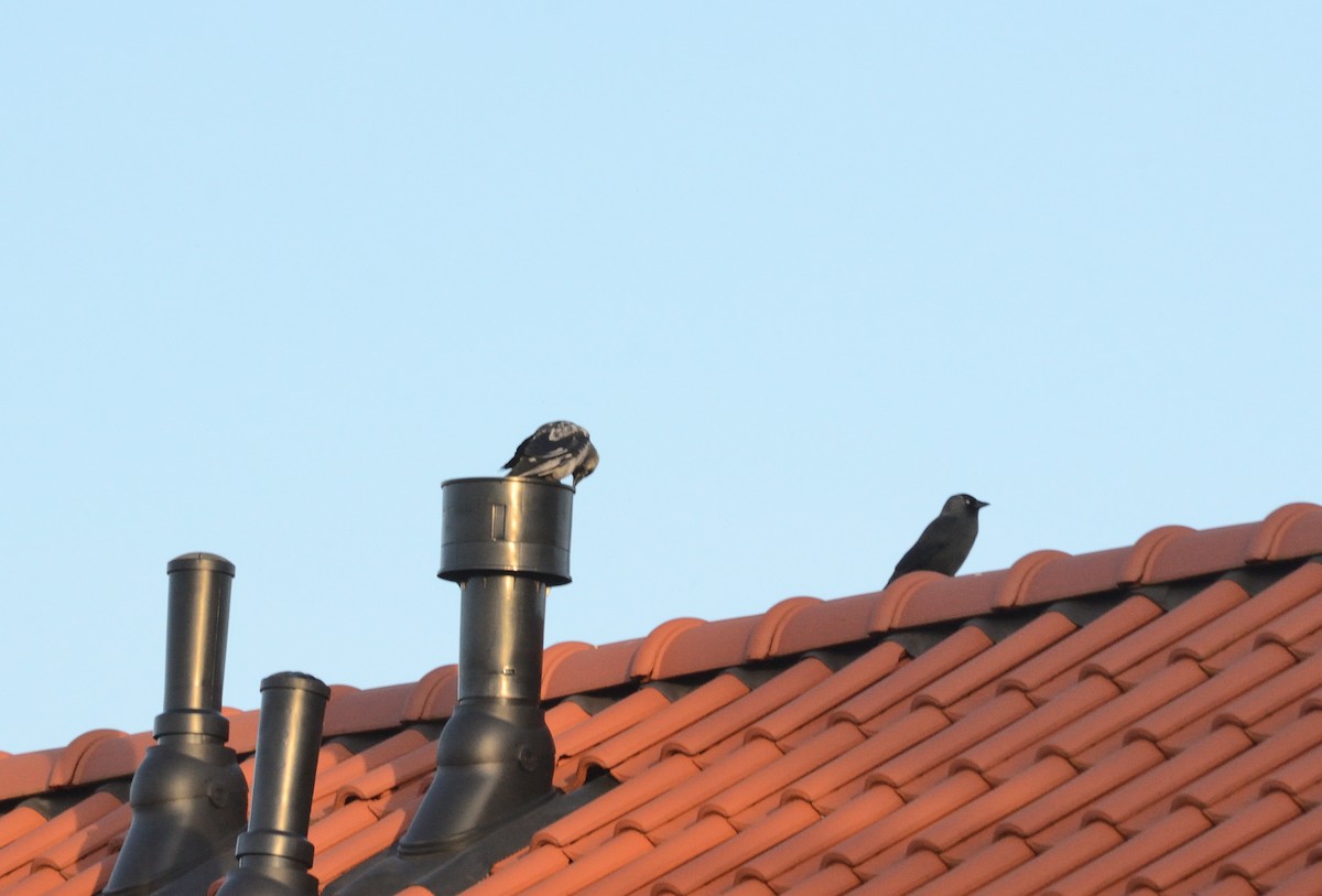 Eurasian Jackdaw - ML553166531