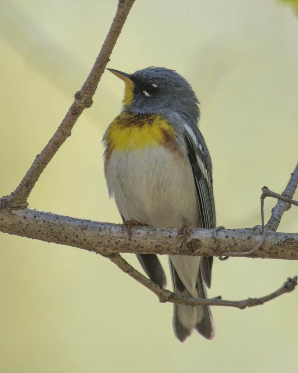 Parula Norteña - ML553166661