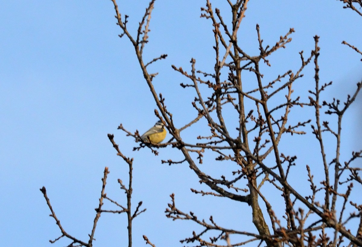 Eurasian Blue Tit - ML553166901