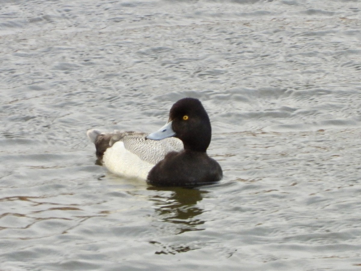 Lesser Scaup - Miguel Hernández Santana