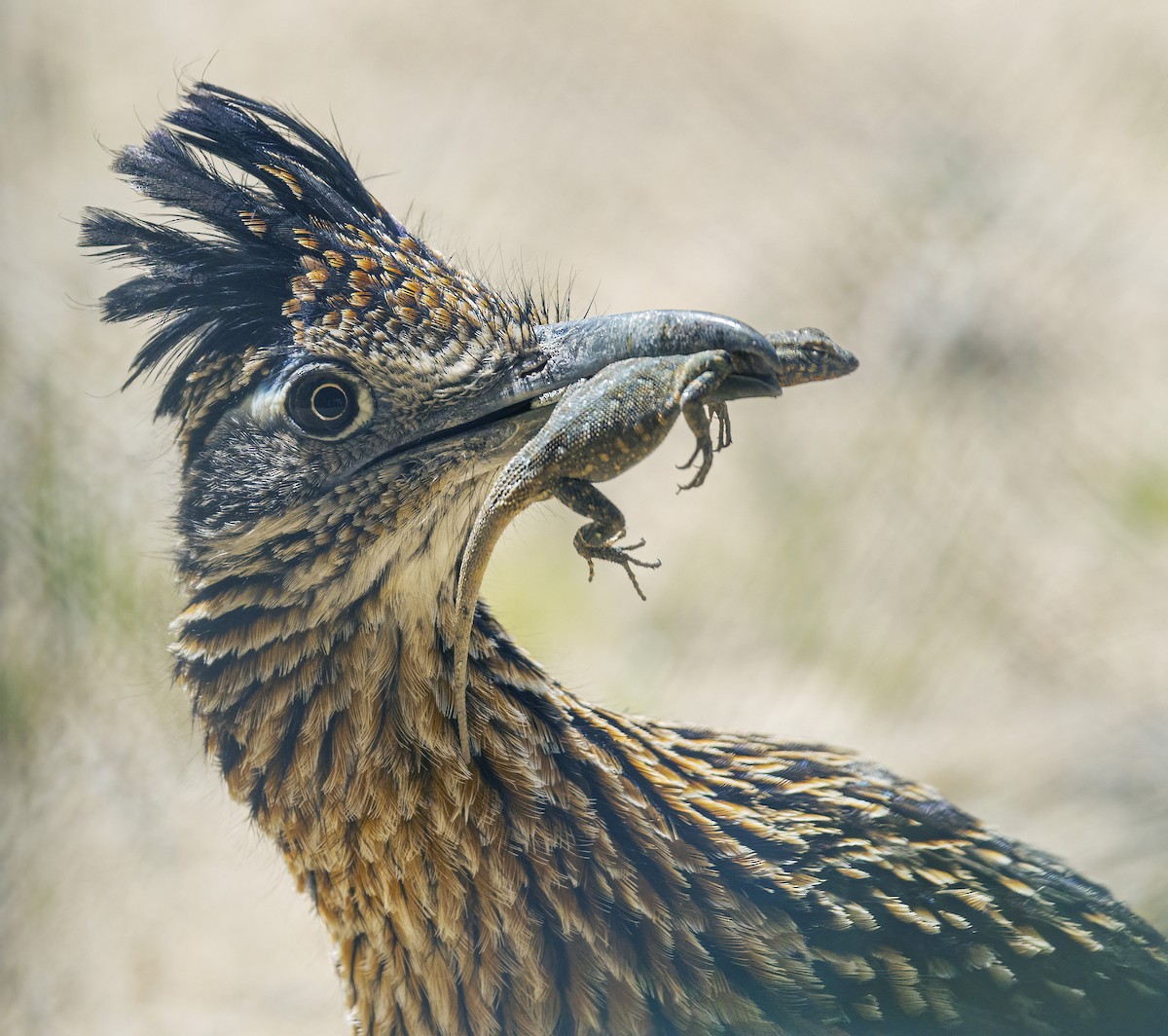 Greater Roadrunner - Barbara Swanson