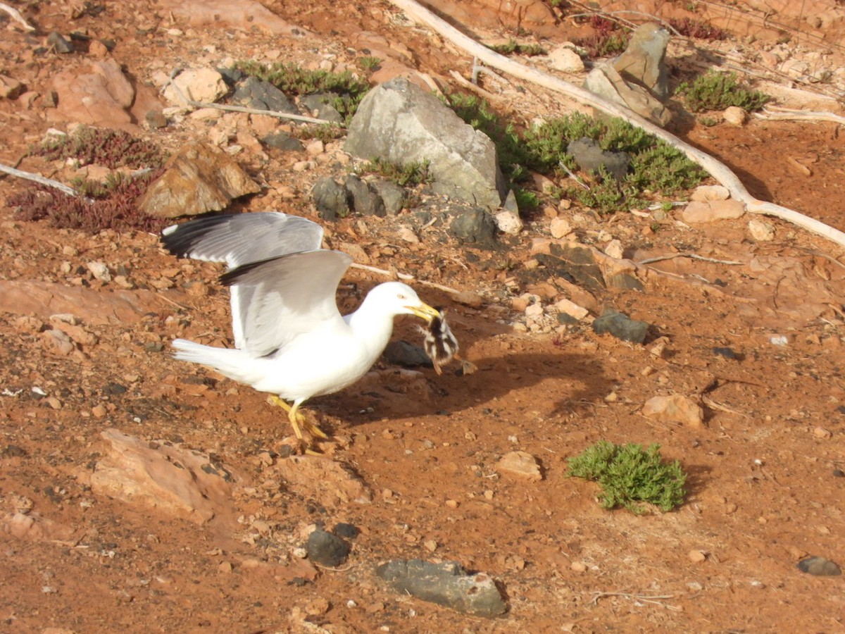 Yellow-legged Gull - ML553167711