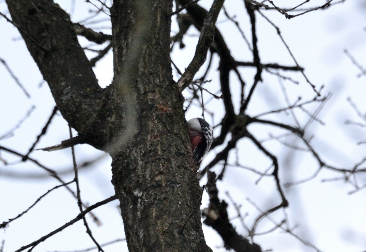 Great Spotted Woodpecker - ML553167821