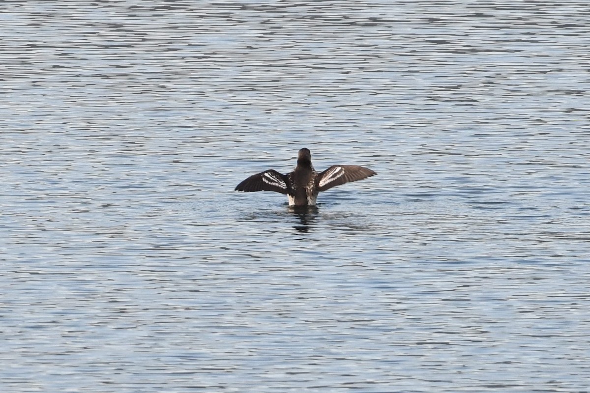 Pigeon Guillemot - ML553169601