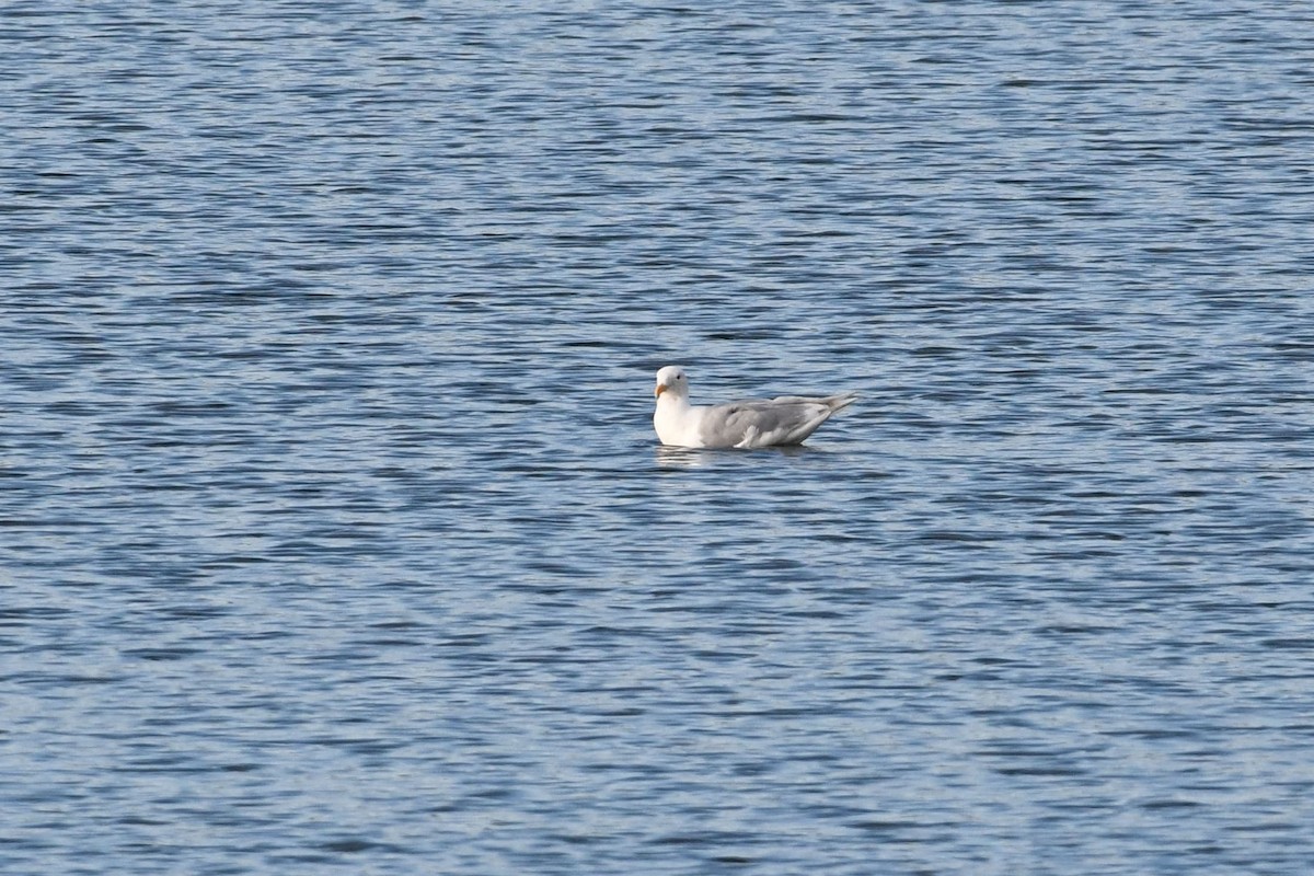 Goéland à ailes grises - ML553169631