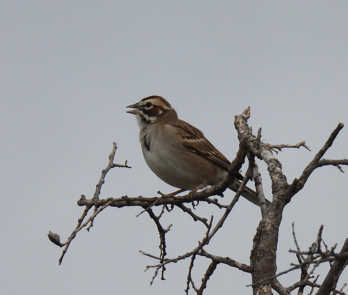 Lark Sparrow - ML553169741
