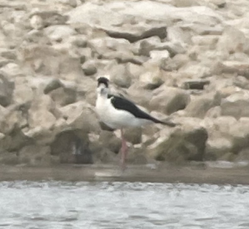 Black-necked Stilt - ML553169821