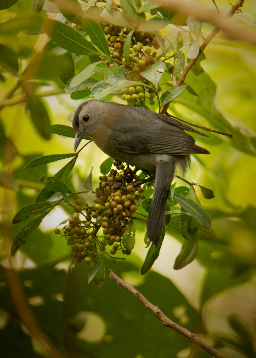 Gray Catbird - ML553171691