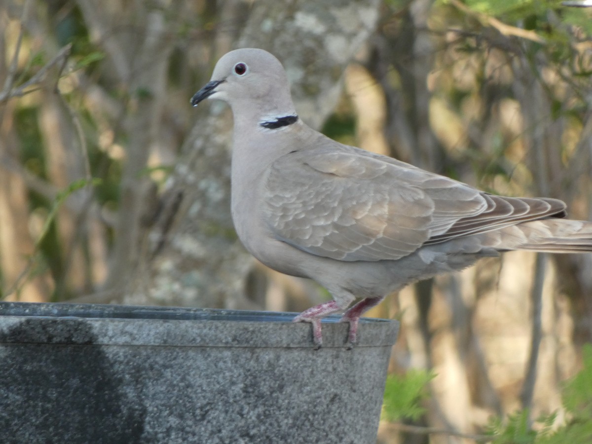 Eurasian Collared-Dove - Tarra Lindo
