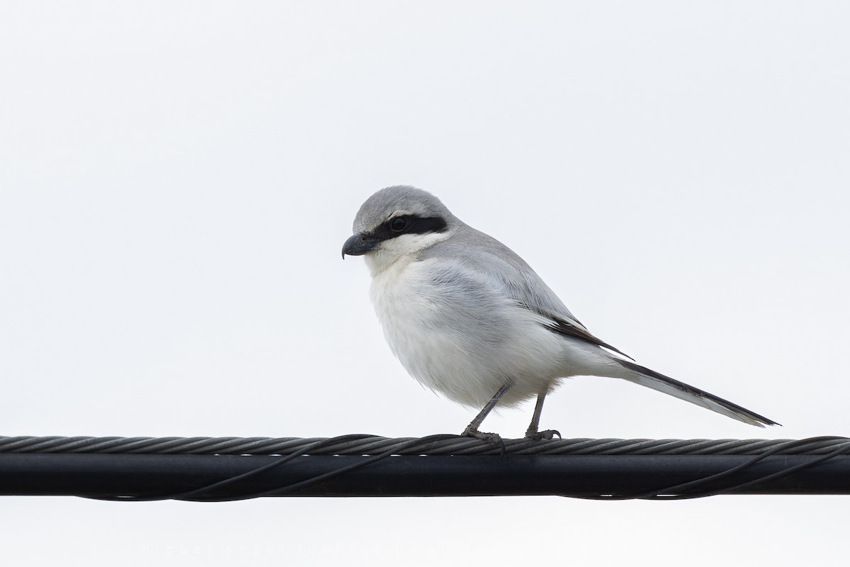 Great Gray Shrike - ML553172621