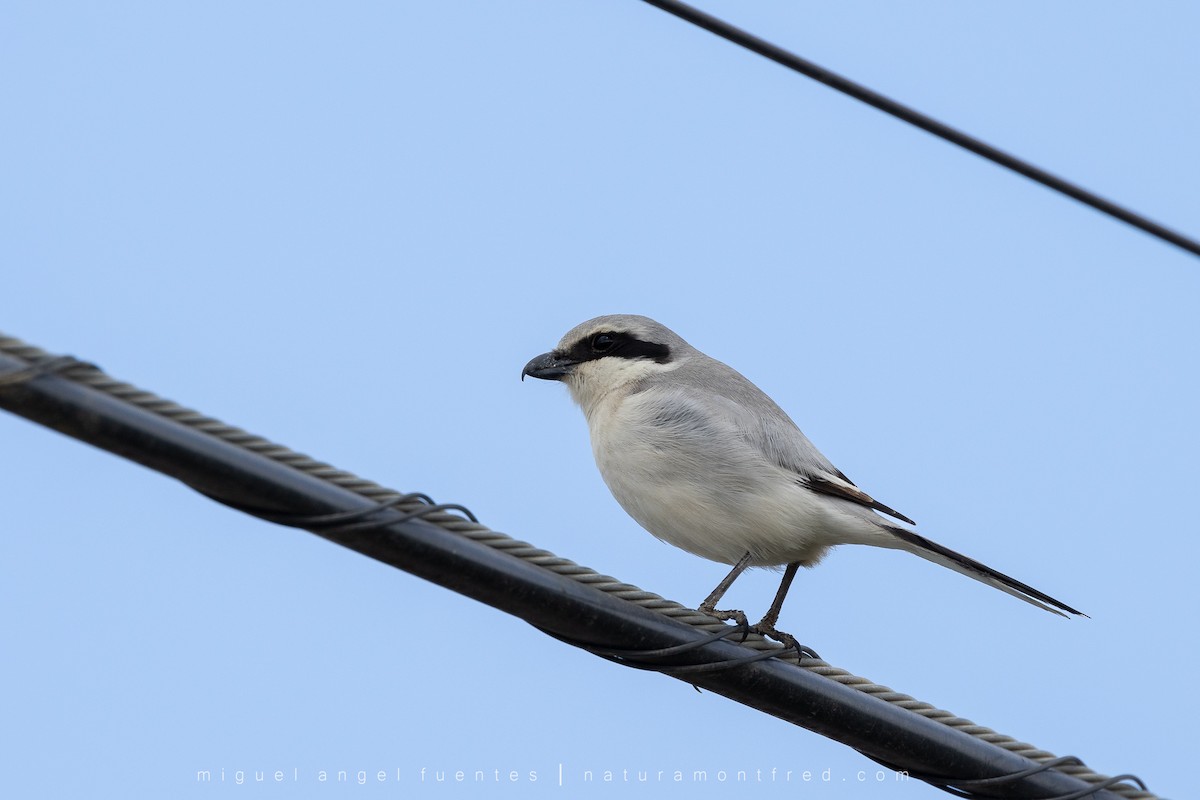 Great Gray Shrike - ML553172631