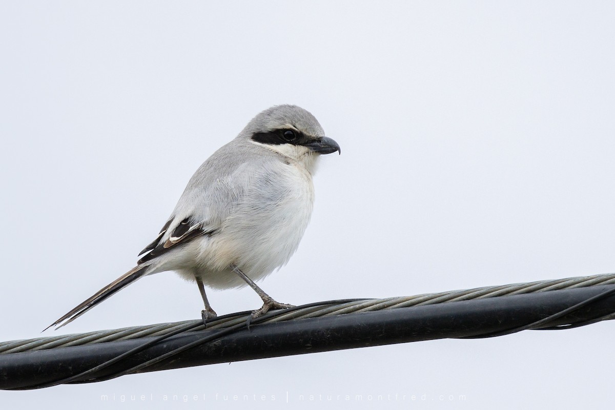 Great Gray Shrike - ML553172641