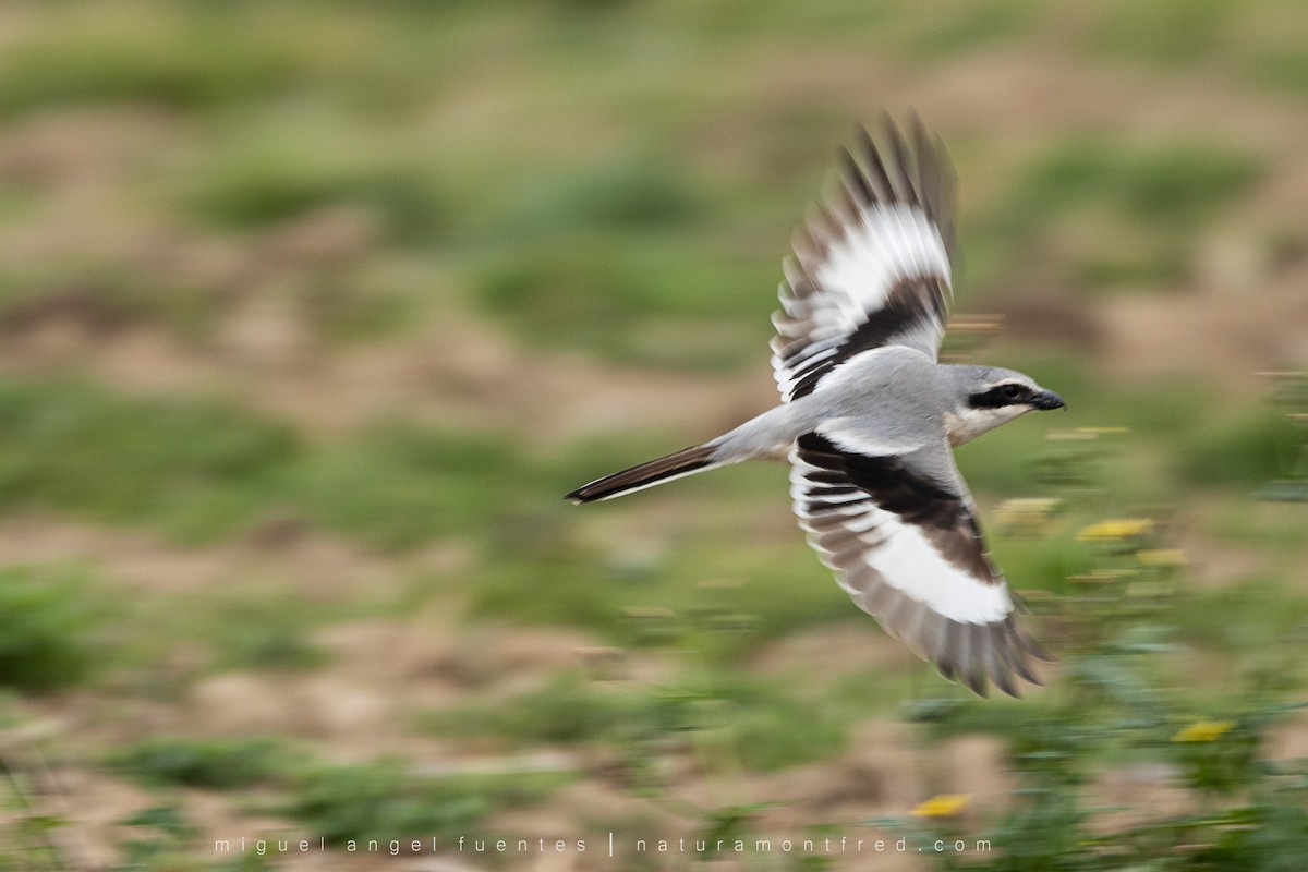 Great Gray Shrike - ML553172651