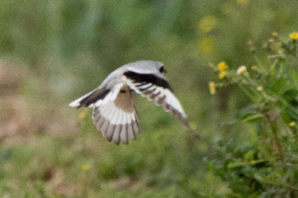 Great Gray Shrike - ML553172661