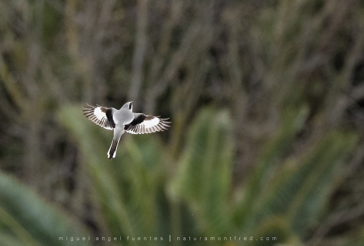 Great Gray Shrike - ML553172671