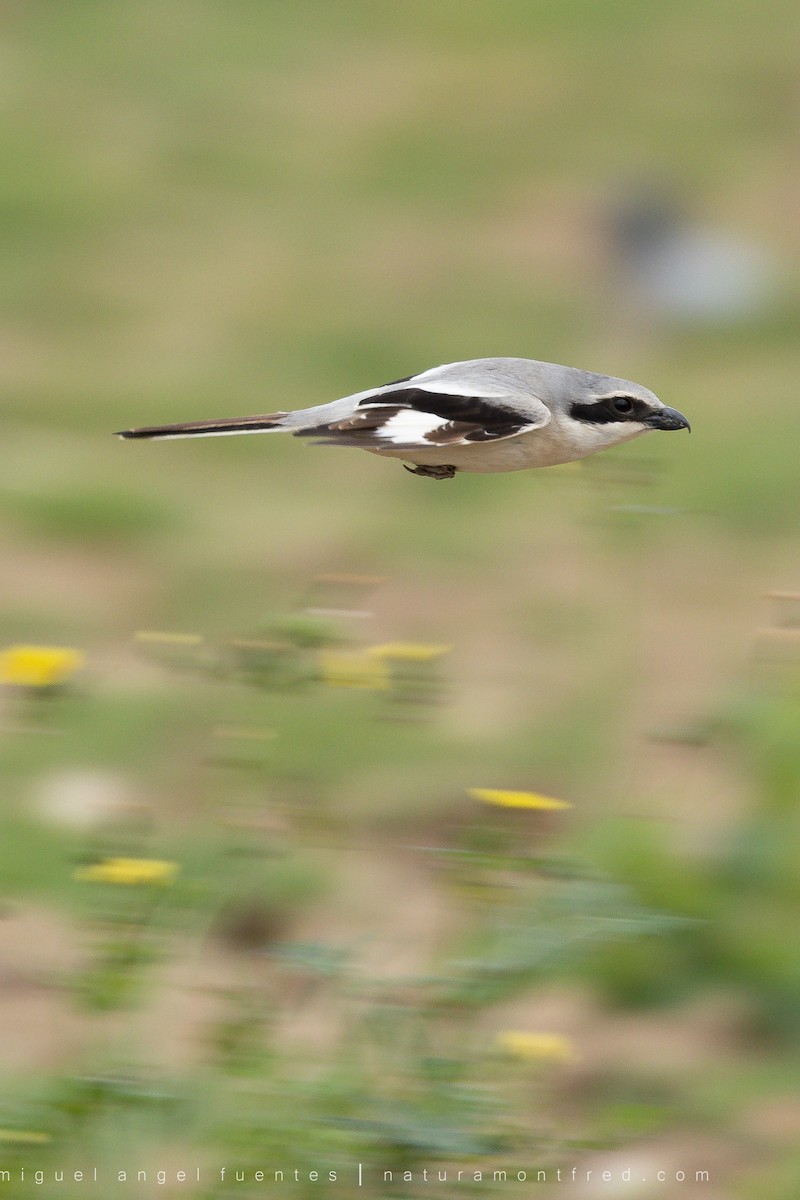 Great Gray Shrike - ML553172681