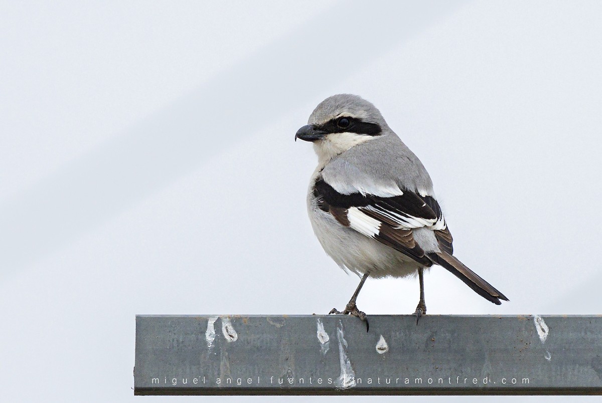 Great Gray Shrike - Miguel Angel Fuentes Rosúa