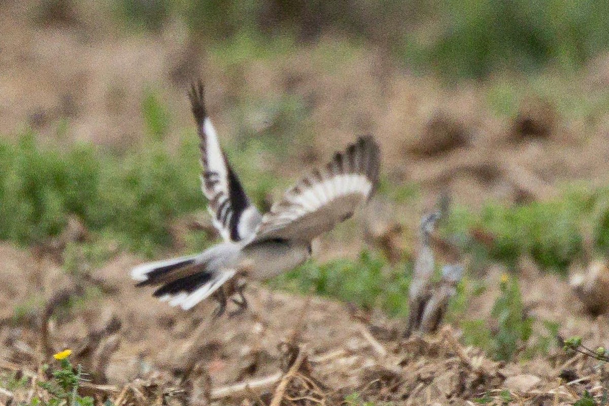 Great Gray Shrike - ML553172701
