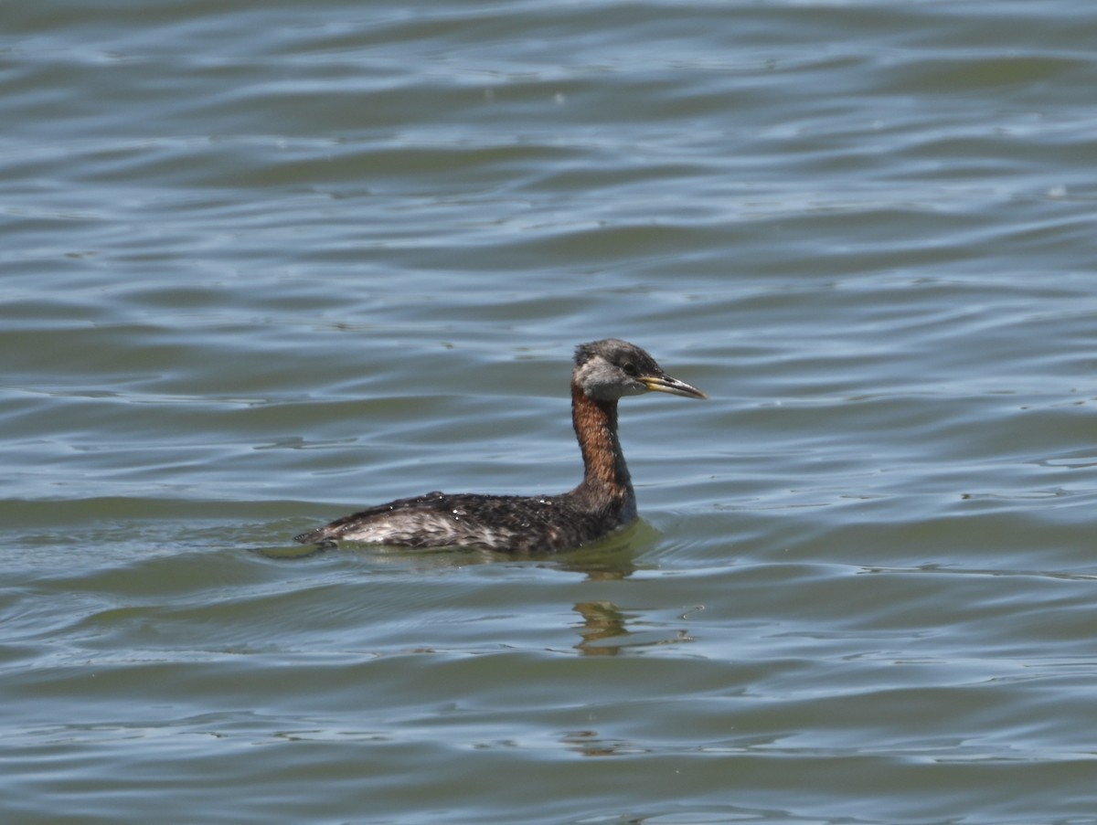 Red-necked Grebe - ML553172731
