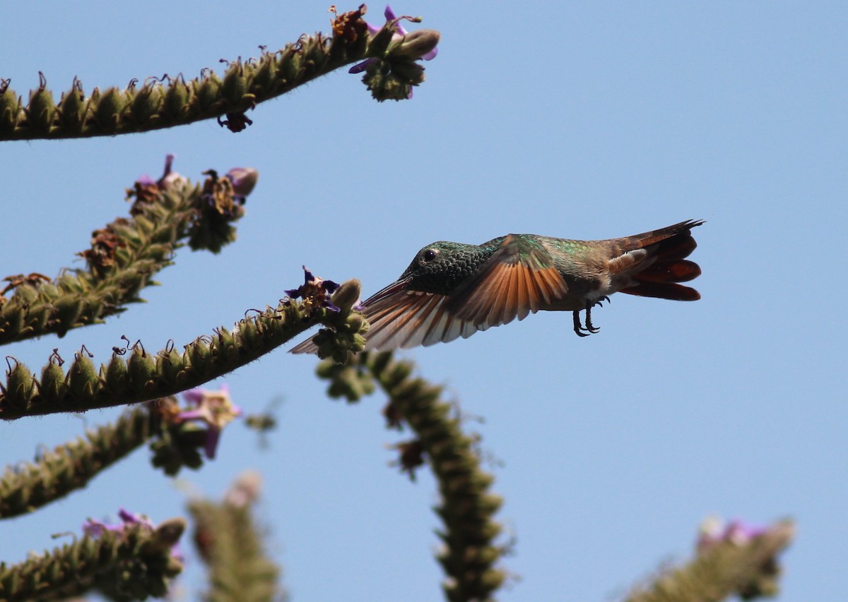 Berylline Hummingbird - Manuel Becerril González