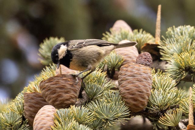 Coal Tit (Atlas) - ML553173221