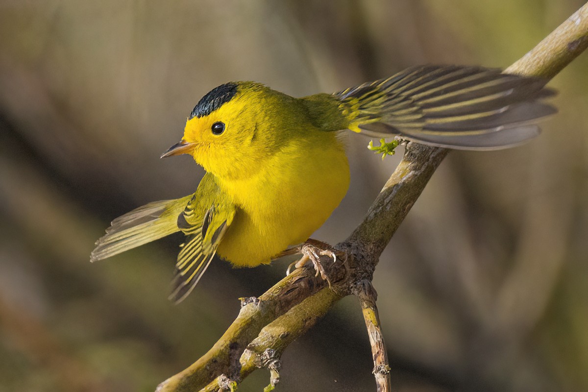 Wilson's Warbler - ML553173351