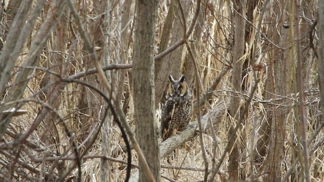 Long-eared Owl - ML553173761