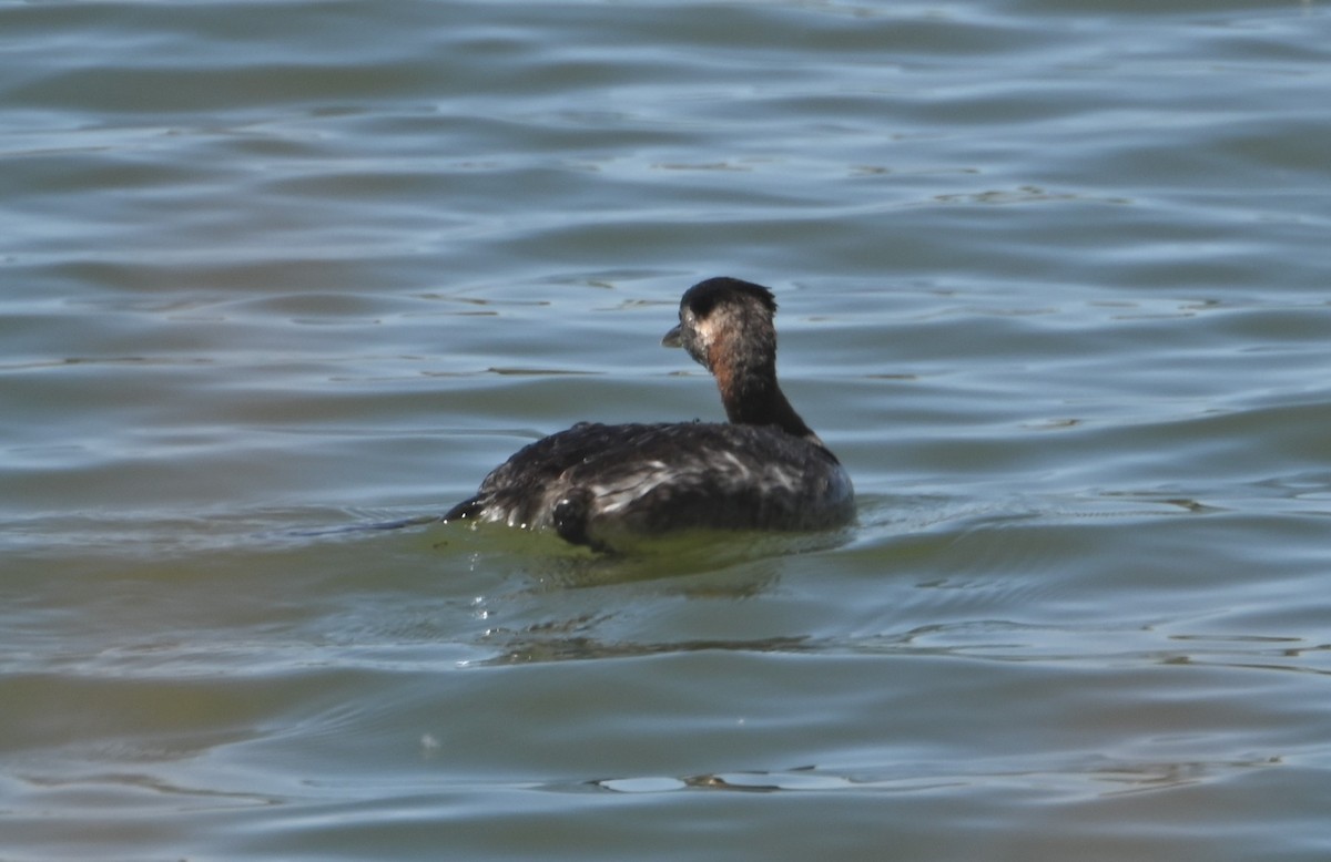 Red-necked Grebe - ML553173861