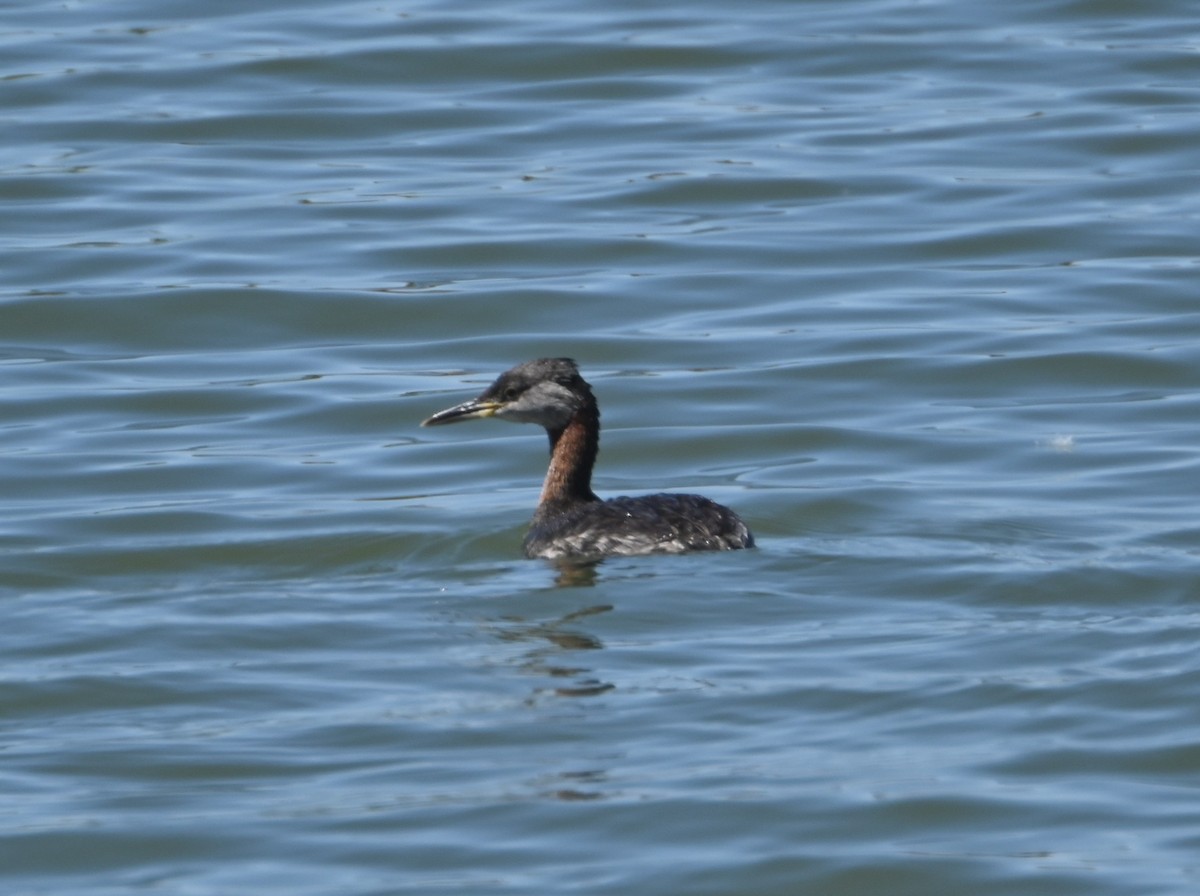 Red-necked Grebe - ML553173981