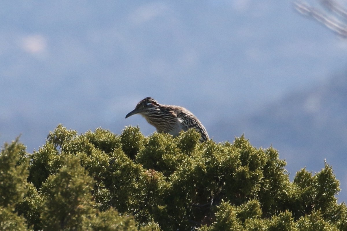 Greater Roadrunner - Laurens Halsey