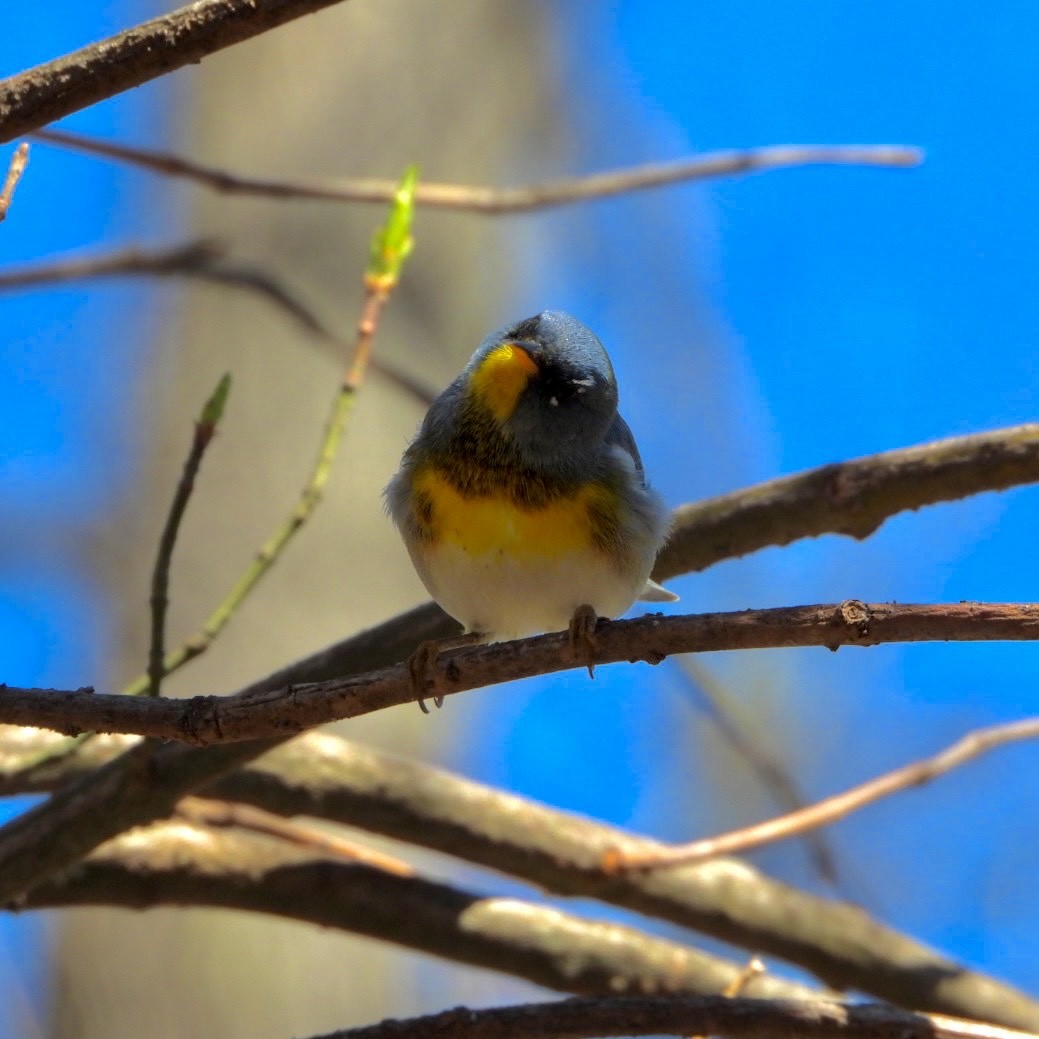 Northern Parula - ML553174401