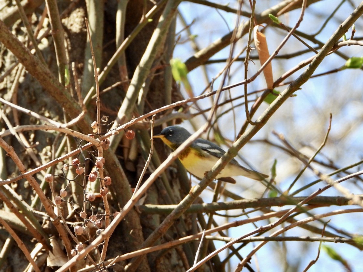 Northern Parula - ML553174411