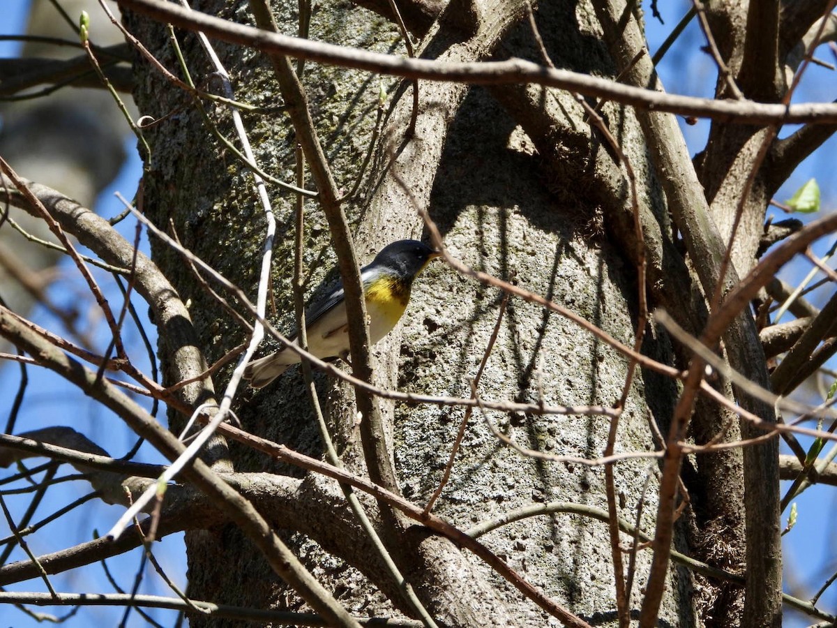 Northern Parula - ML553174421