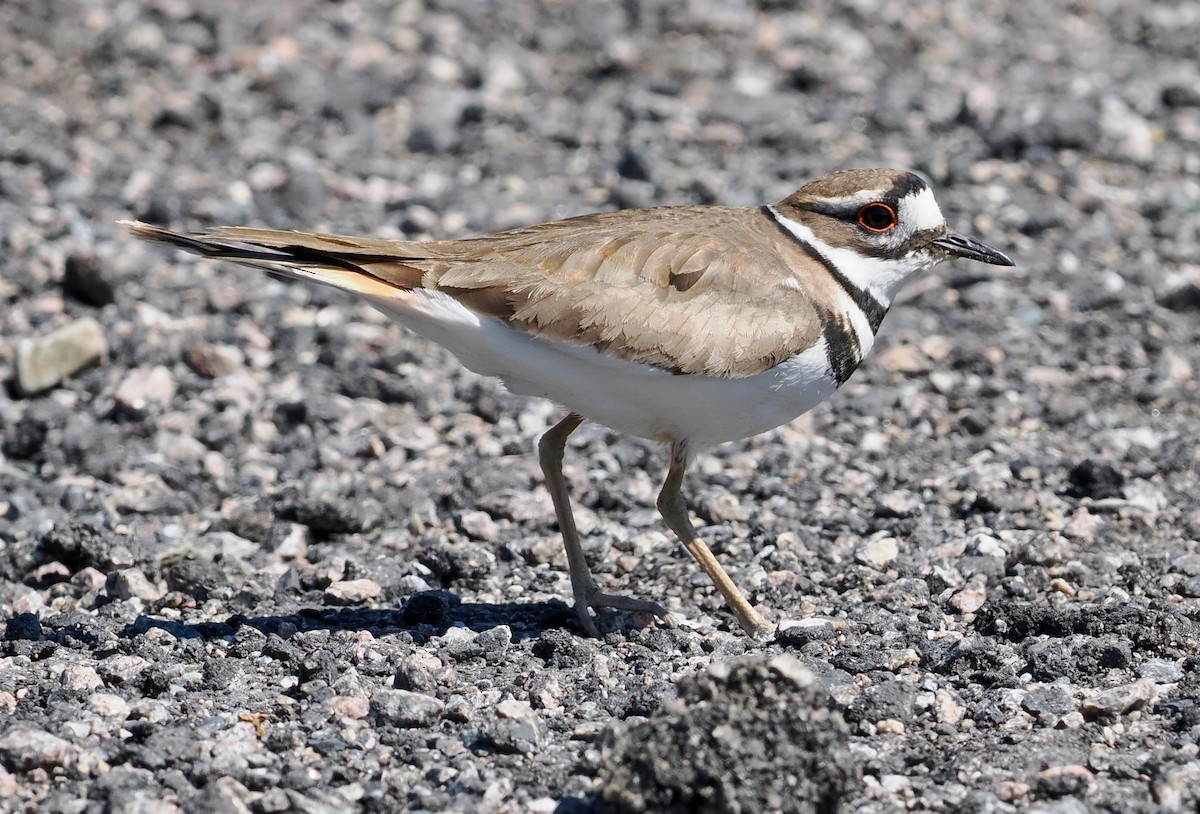 Killdeer - Ken Winkler