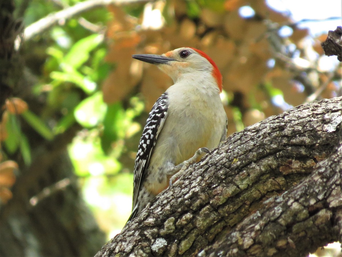 Red-bellied Woodpecker - ML553180851