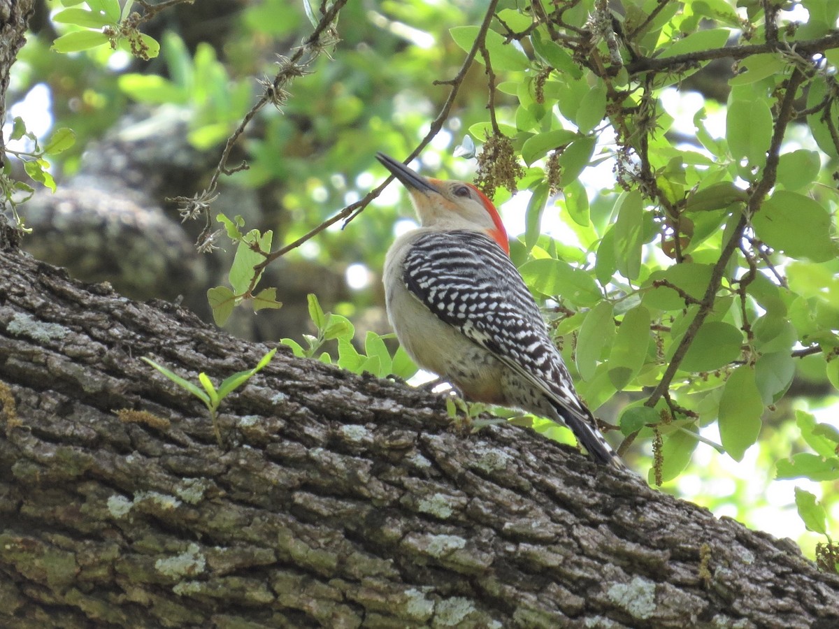 Red-bellied Woodpecker - ML553180861