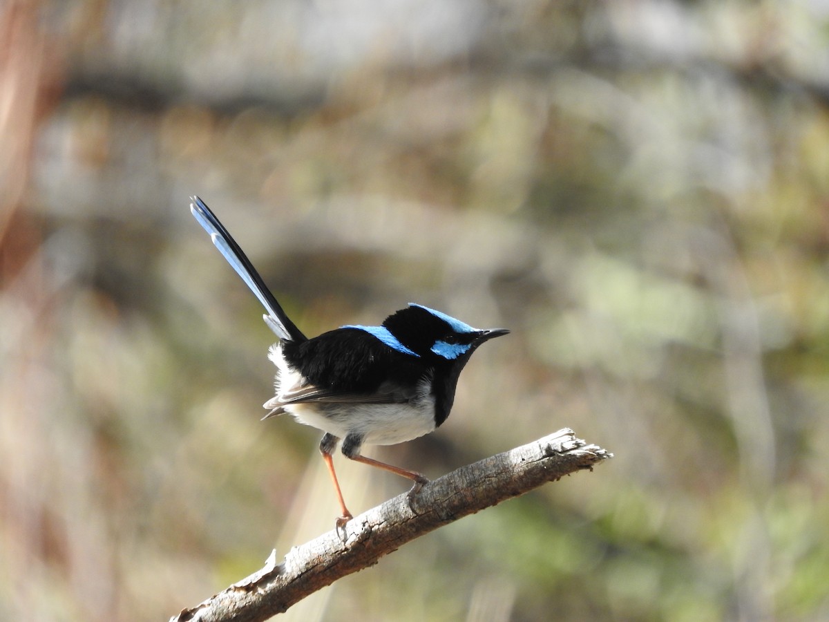 Superb Fairywren - Jeffrey Crawley