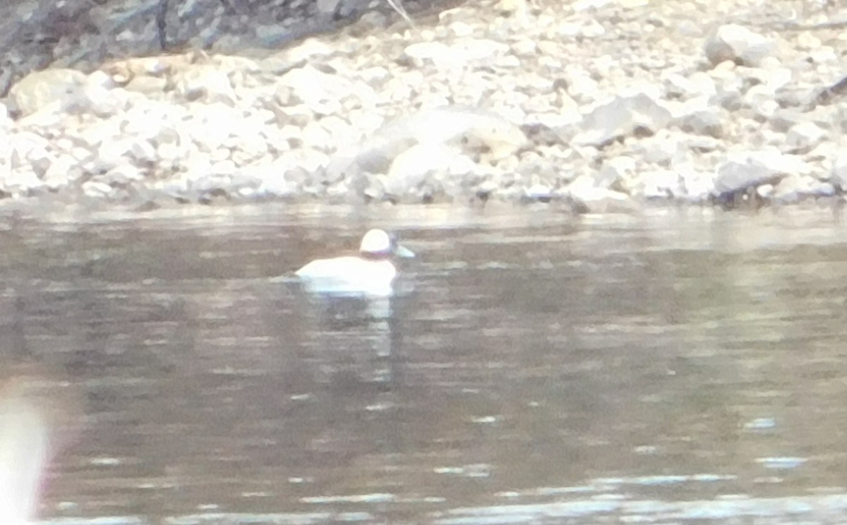 Bufflehead - Eddie Politz