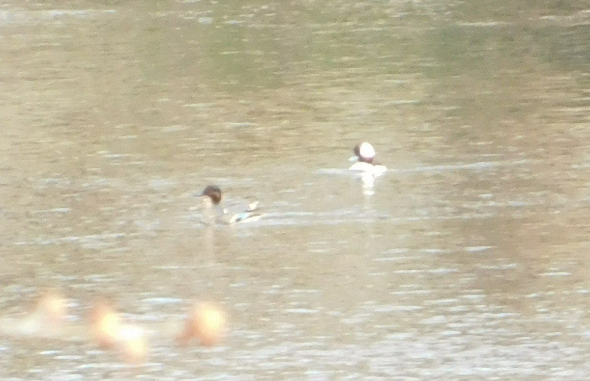 Bufflehead - Eddie Politz