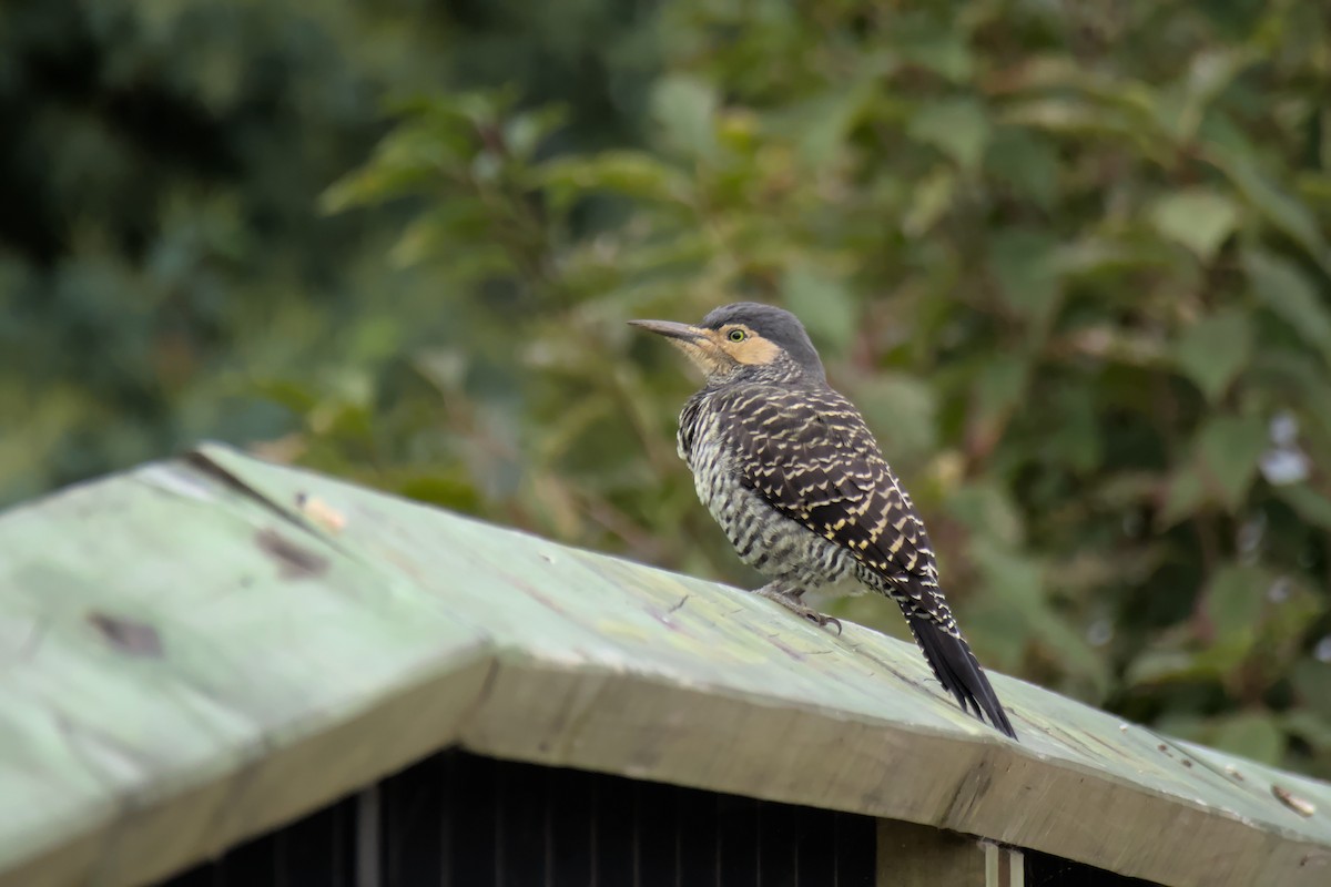 Chilean Flicker - ML553181751