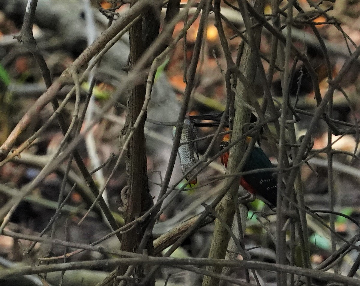 American Pygmy Kingfisher - ML553181861