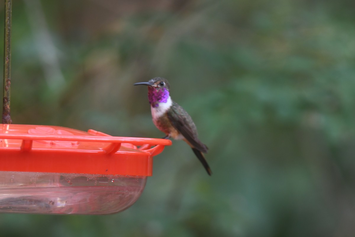 Colibrí de las Bahamas - ML553182121