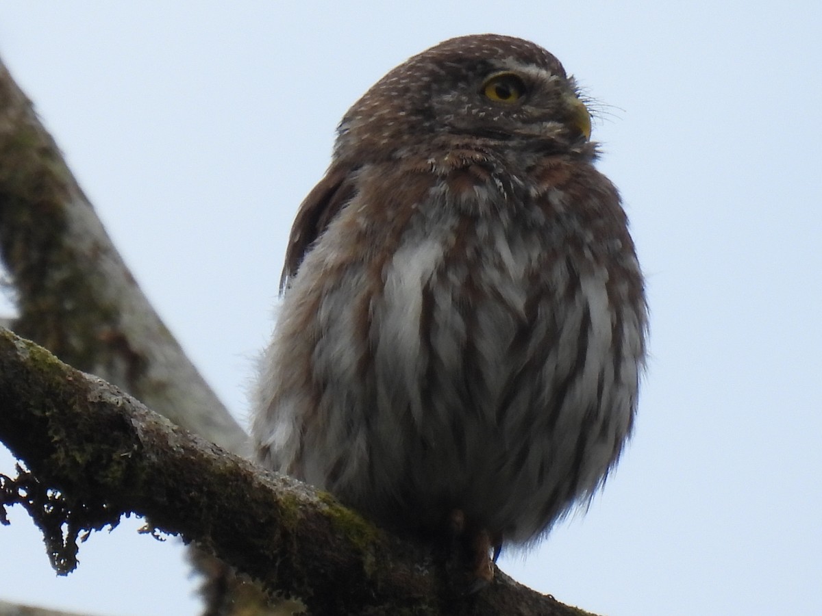 Ferruginous Pygmy-Owl - Larry josue Rayo oporta