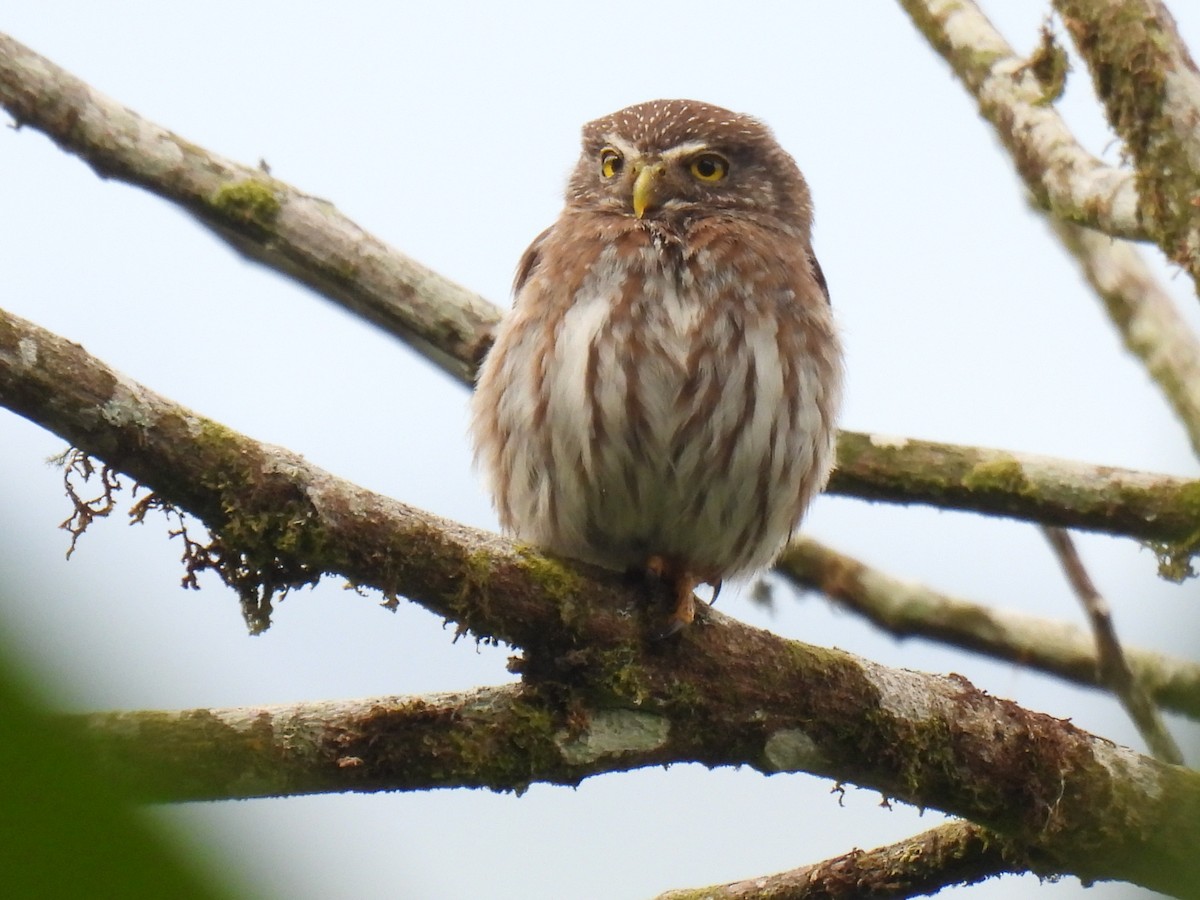 Ferruginous Pygmy-Owl - Larry josue Rayo oporta