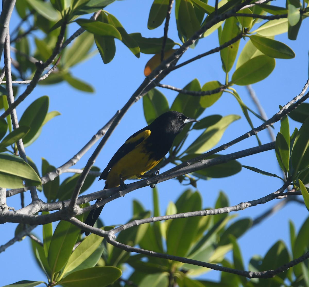 Bahama Oriole - ML553182961