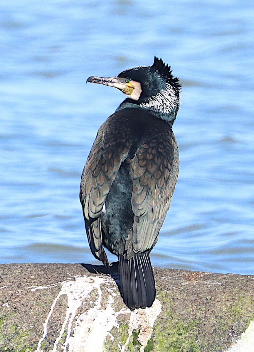 Great Cormorant - ML553184111