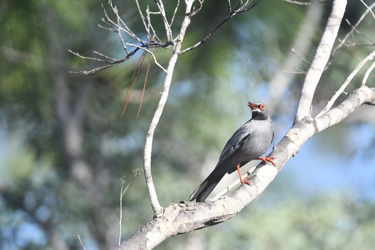 Red-legged Thrush - ML553184121