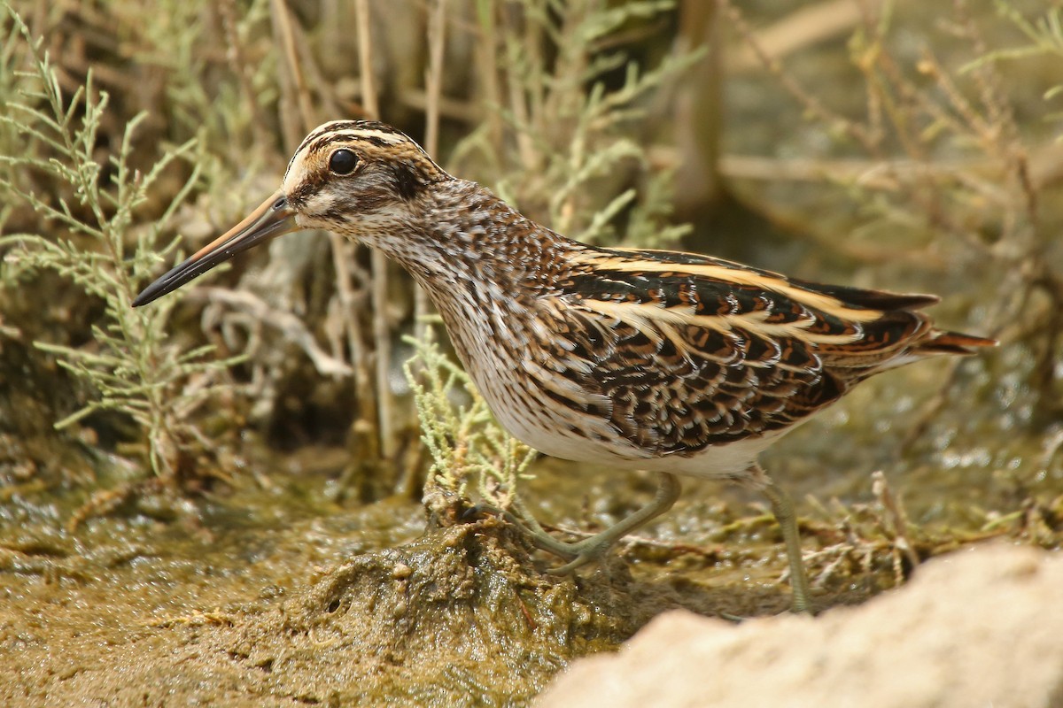 Jack Snipe - ML55318451